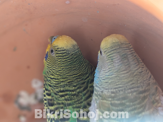 Birds
